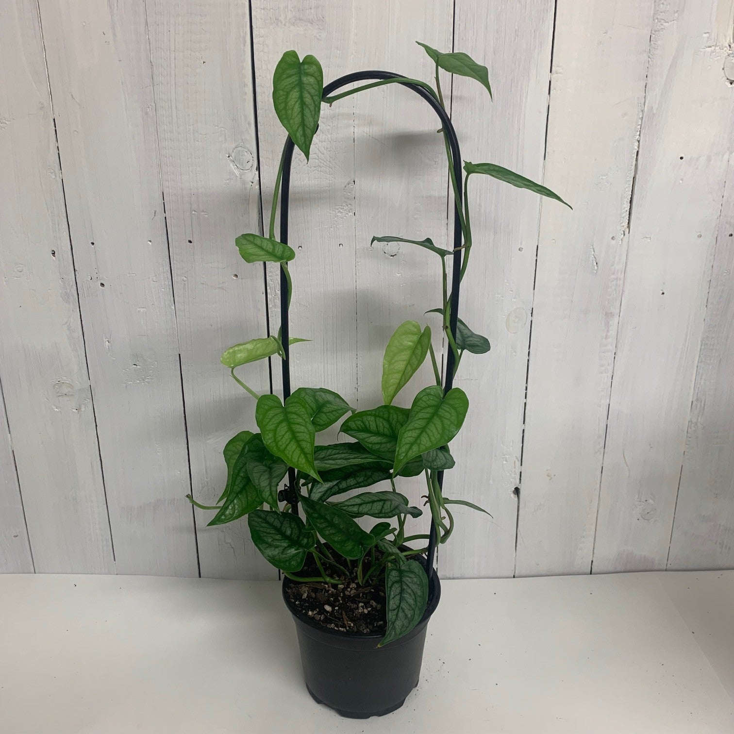 Monstera Siltepecana – Moffatt's Flower Company