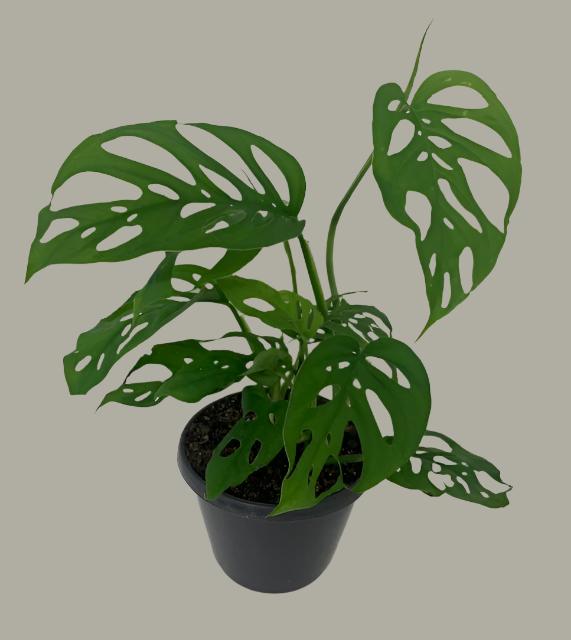 swiss cheese plant nz Monstera Adansonii "Swiss Cheese Vine" – Moffatt's Flower Company