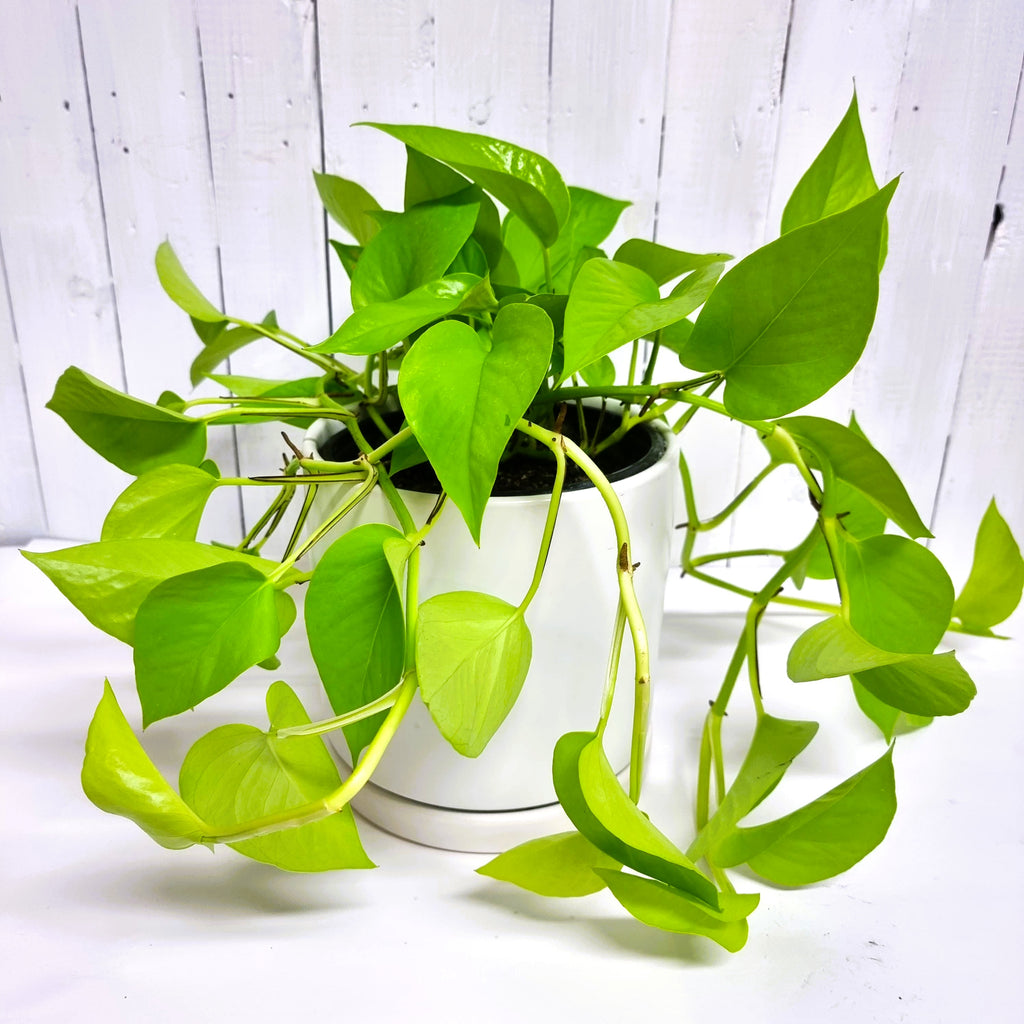 Epipremnum all gold neon pothos easy care plant good for beginners moffatts best houseplants in chch