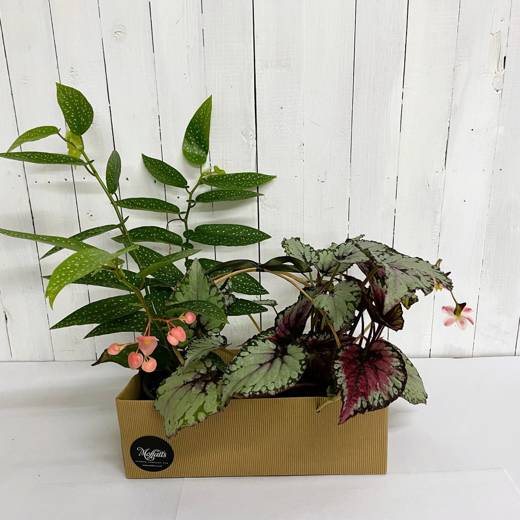 angel wing begonia begonia salsa plant bundle gift christchurch flowers