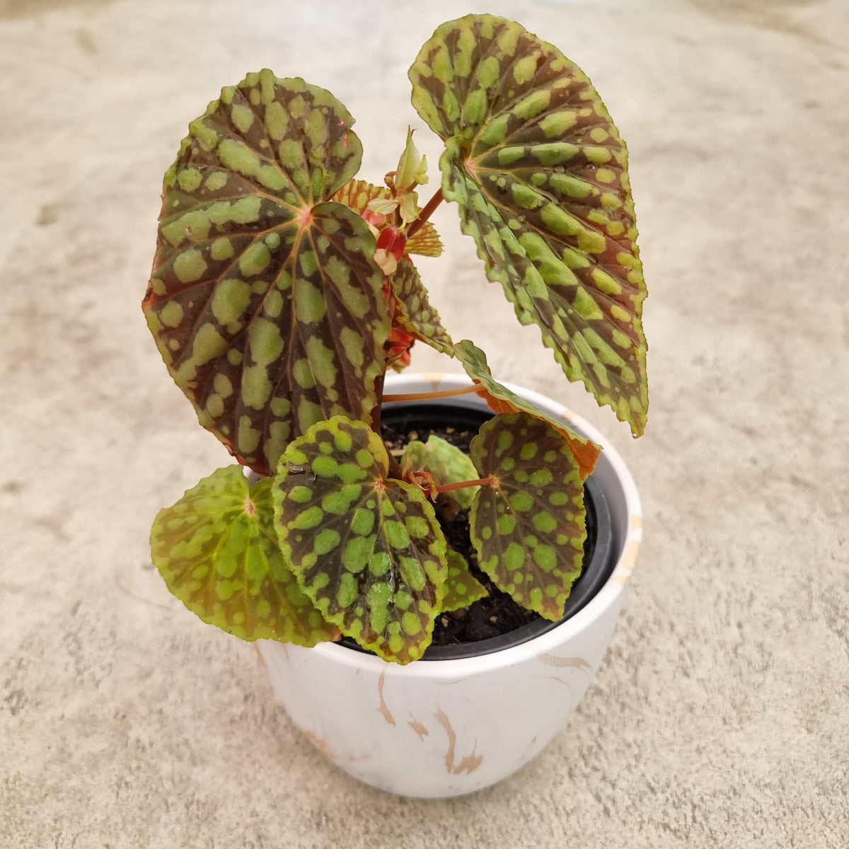 Begonia Chlorosticta new to our Houseplant collection