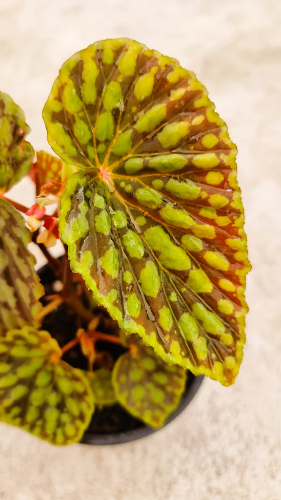 indoor houseplants chch delivery gift begonia chlorosticta