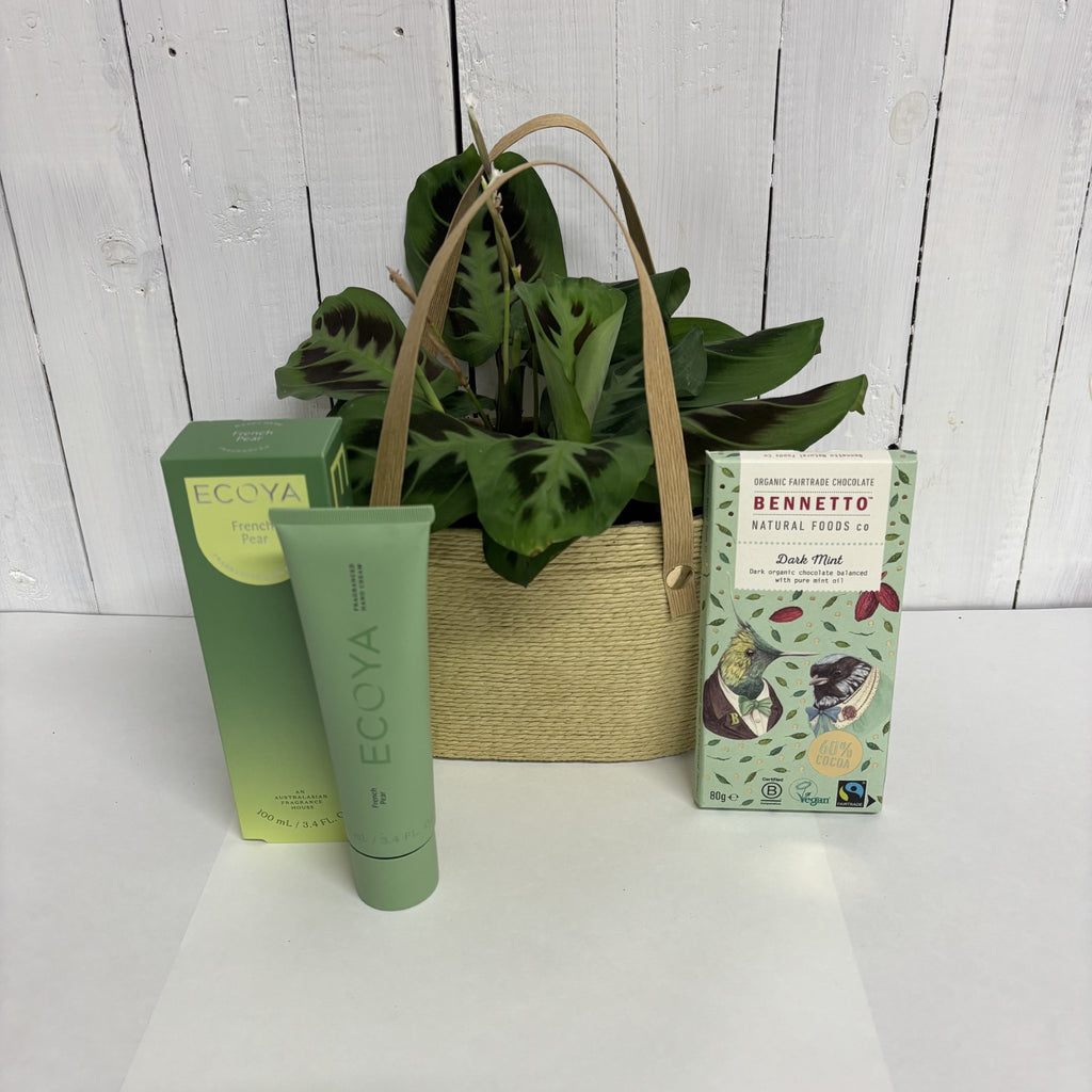Maranta Prayer Plant gift
Indoor plant gift bag
Eco-friendly gift ideas
Luxury plant gift set
Christchurch gift delivery