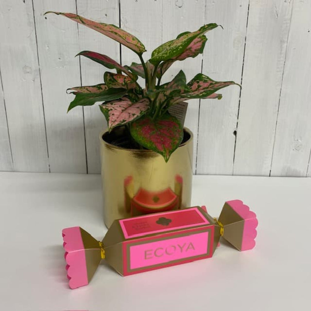 red valentine aglaonema houseplant and ecoya bundle gift for christmas online chch moffatts