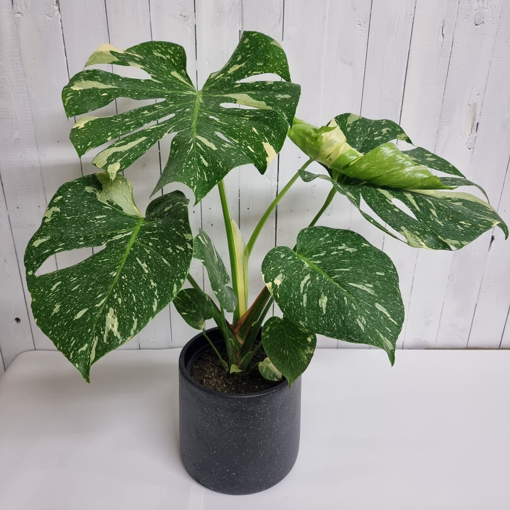 monstera thai constellation rare plant moffatts online florist