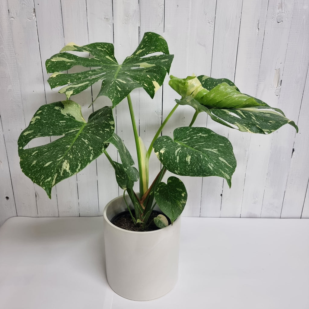 thai constellation monstera houseplant most sought after plant on market