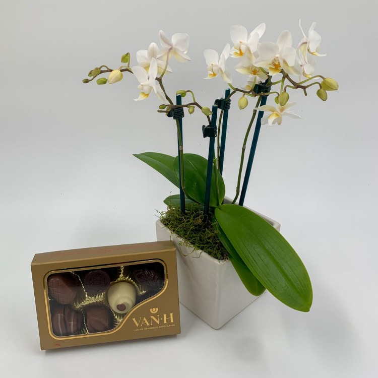 Mini Phalaenopsis Orchid gift pack - New Zealand delivery