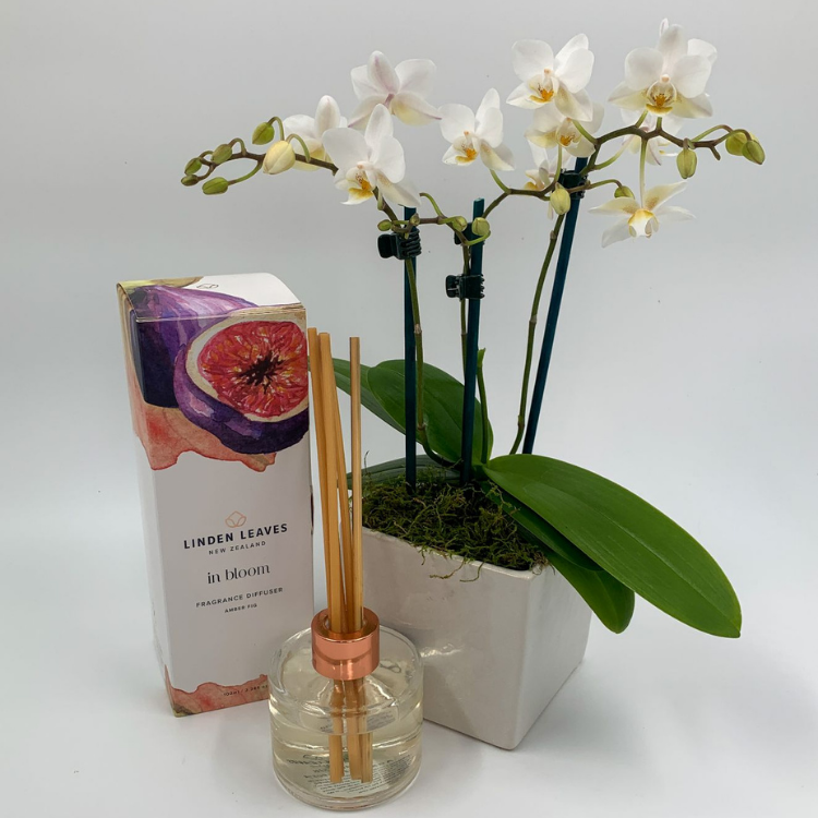 Mini Phalaenopsis Orchid Gift Pack - NZ Wide Delivery