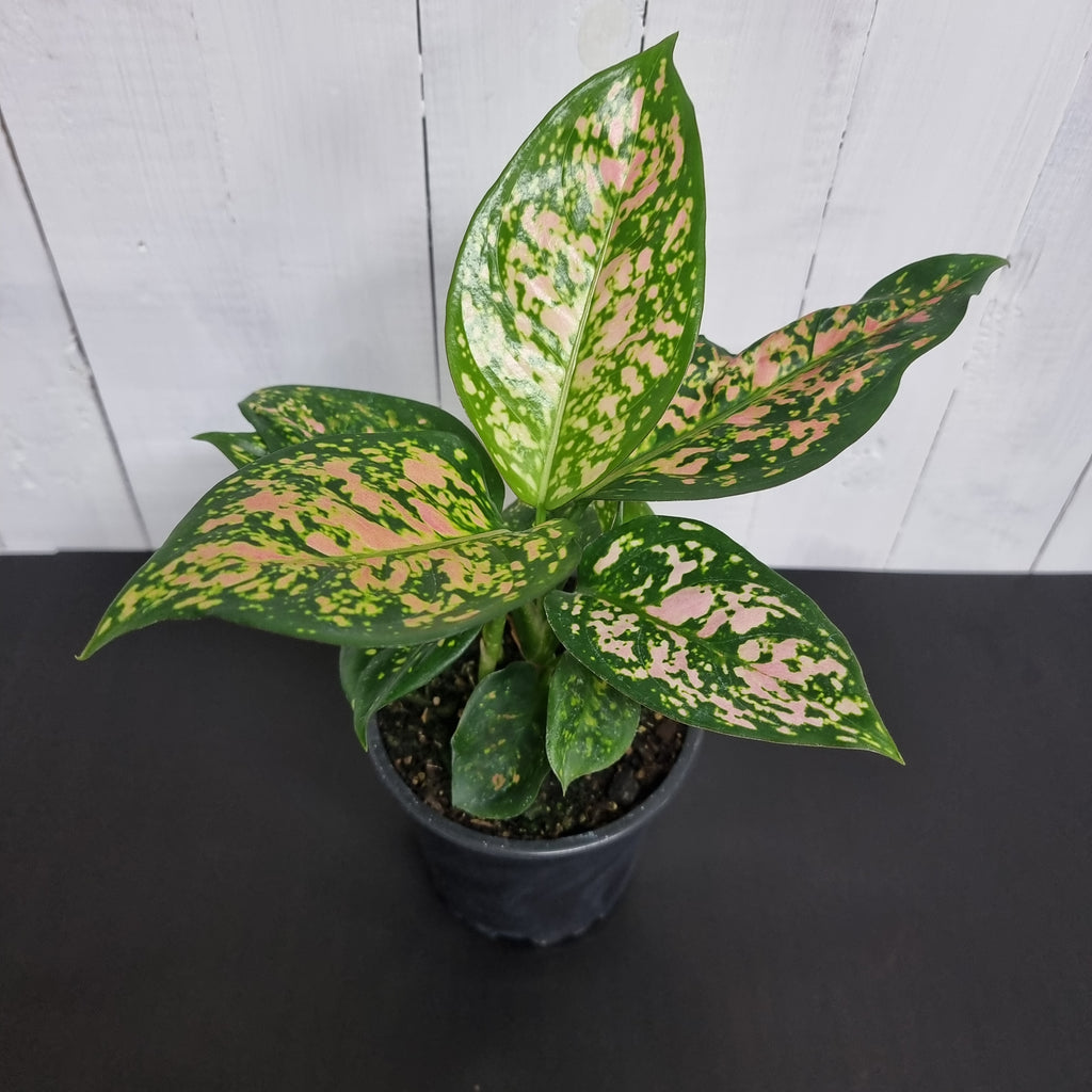 aglaonema chinese evergreen pot plant chch moffatts