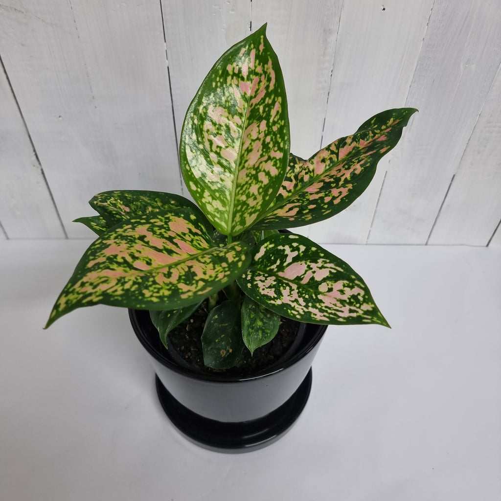 aglaonema Wishes chinese evergreen in ceramic pot mothers day present
