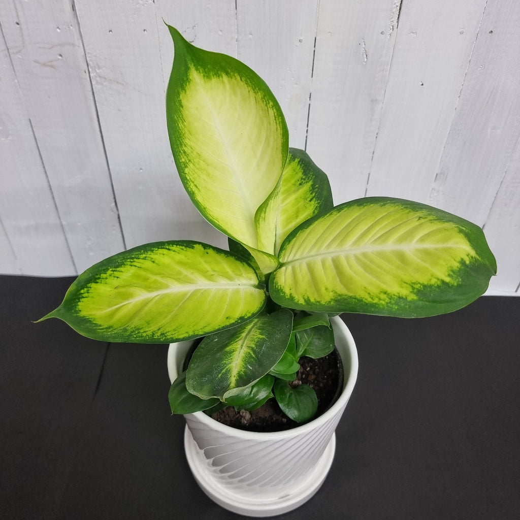 Dieffenbachia Marianne houseplant ceramic pot gift chch