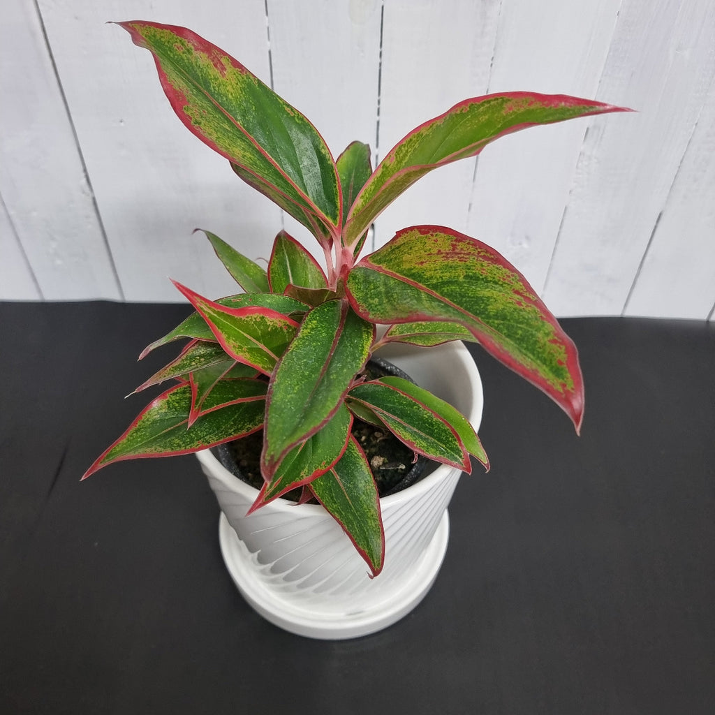 aglaonema Siam Aurora pot plant gift chinese evergreen