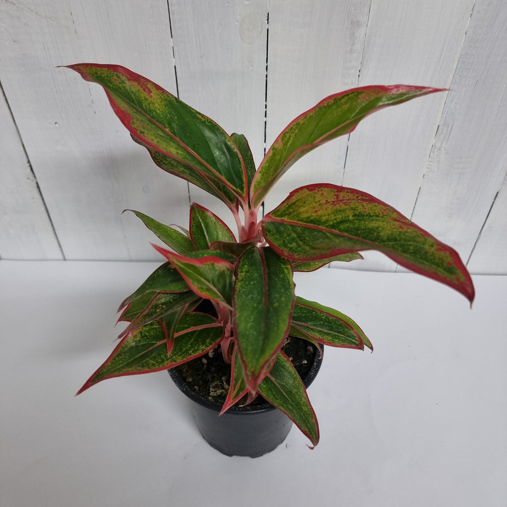 Aglaonema Siam Aurora Chinese evergreen Moffatts online