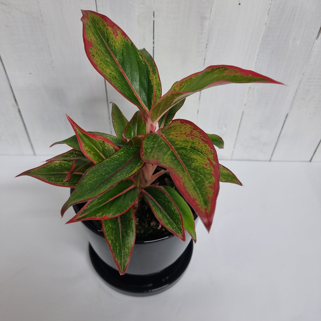 Aglaonema Siam Aurora Chinese evergreen easy care plant in pot moffatts