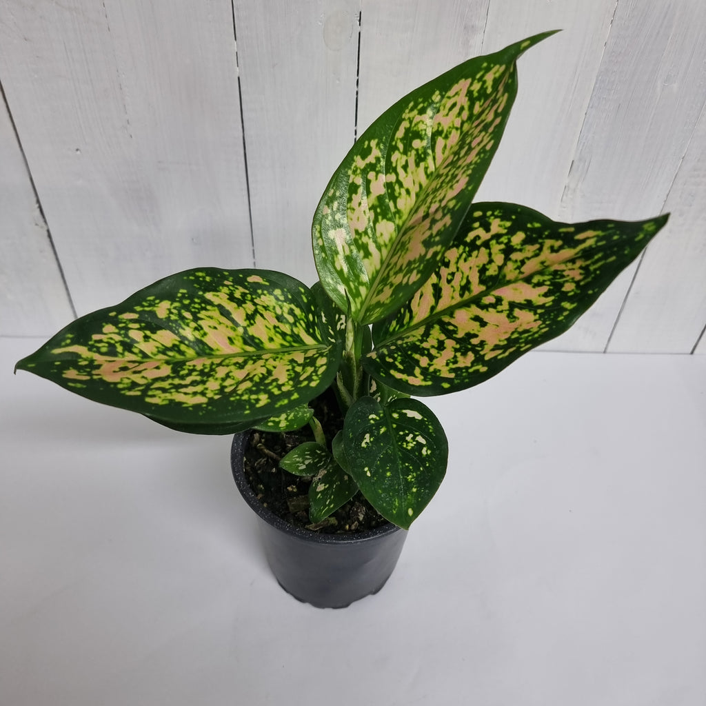 Aglaonema Favonian houseplant delivery south island