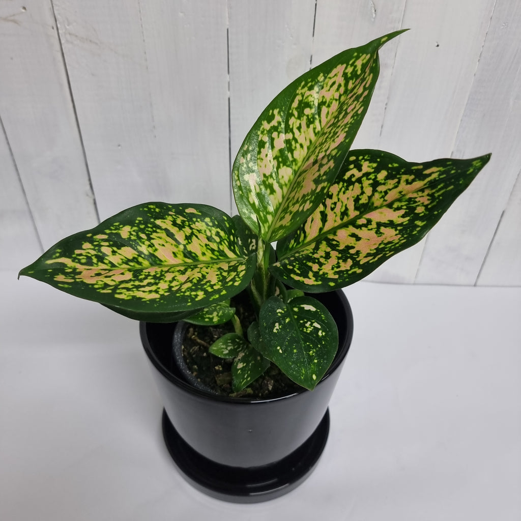 Aglaonema Favonian Moffatts plants online