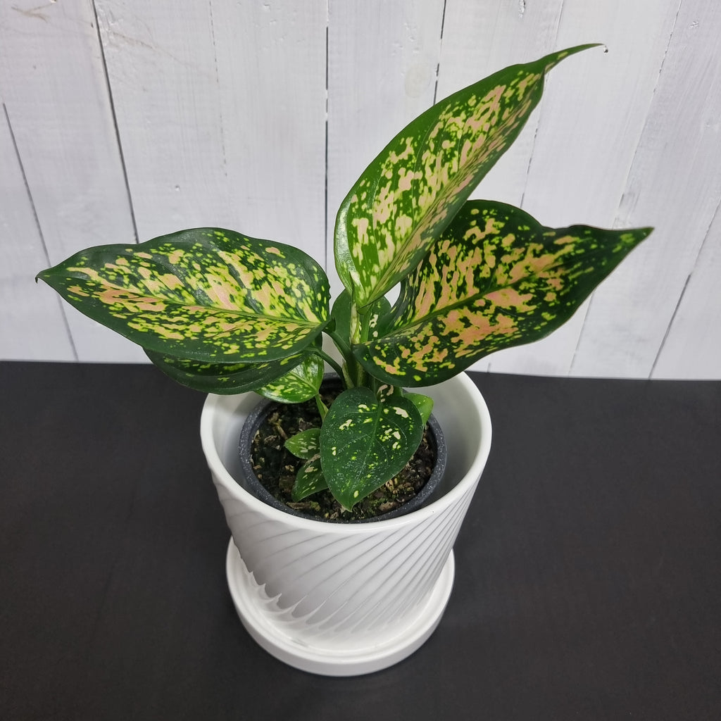 Aglaonema Favonian Houseplants ChCh gifts