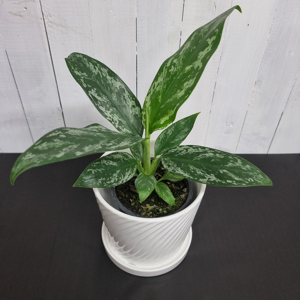 Aglaonema Jade Chinese evergreen houseplant moffatts online