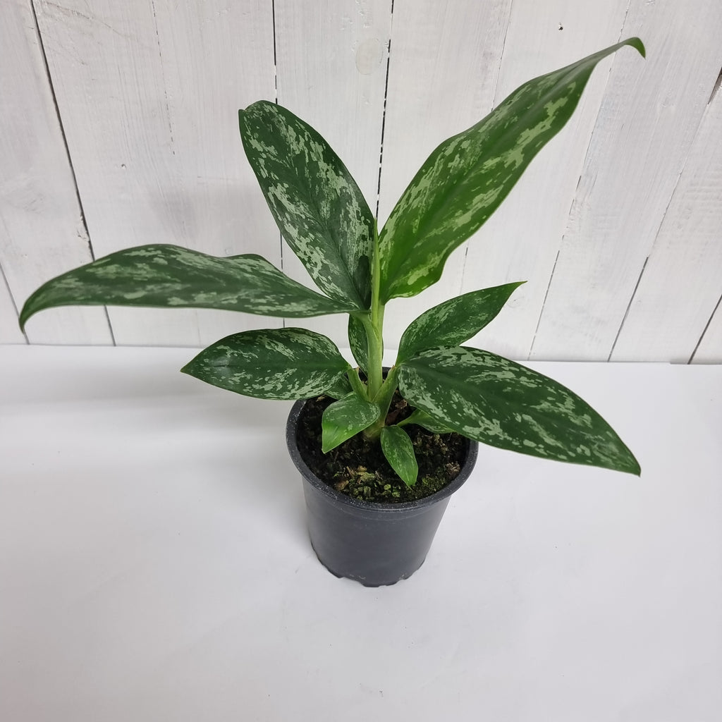 Aglaonema Jade moffatts houseplant shop chch