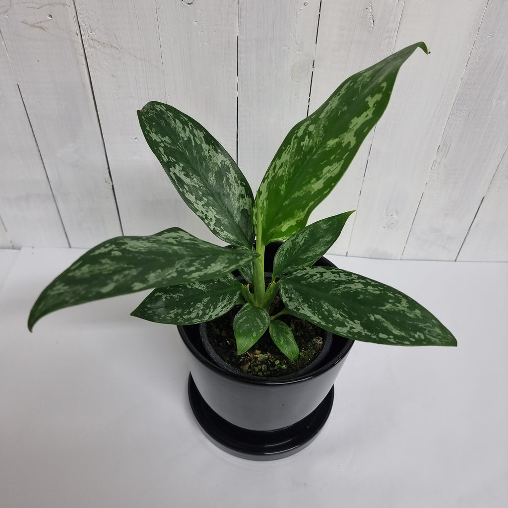 Aglaonema Jade easy care plant moffatts delivery south island