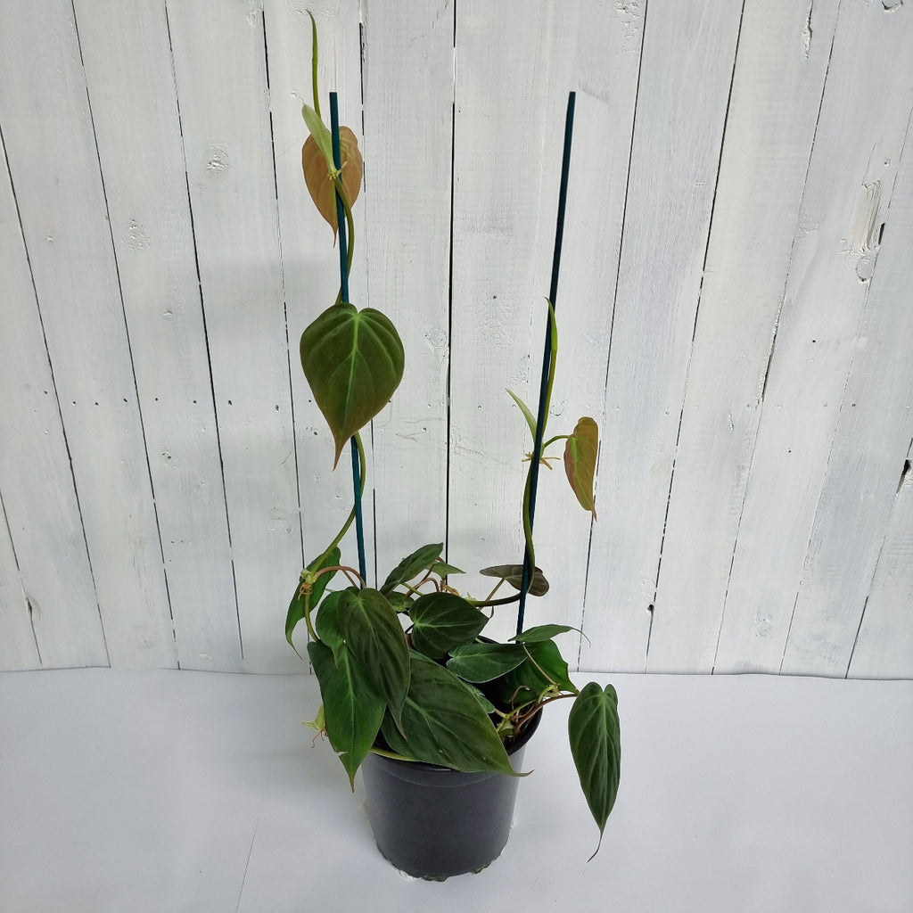 Philodendron Micans Moffatts plants chch 