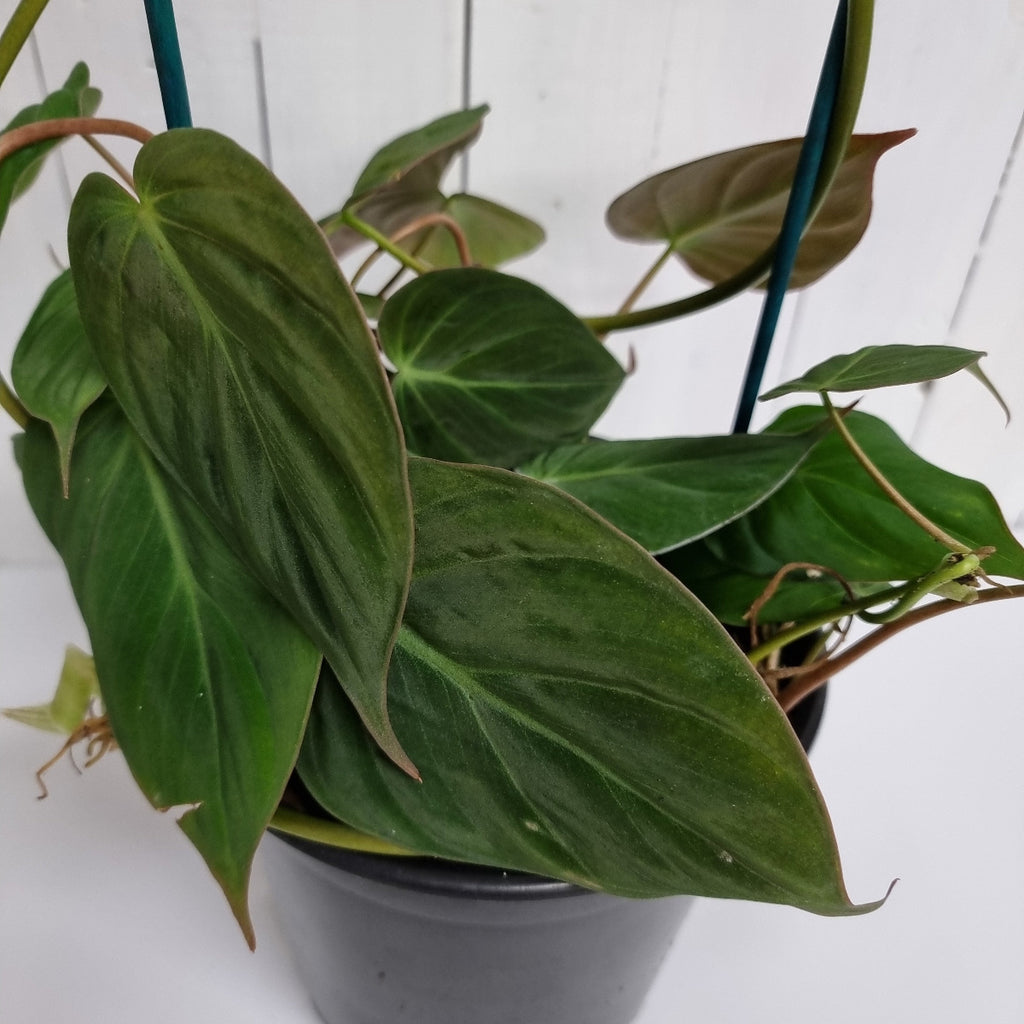 philodendron micans houseplants online chch