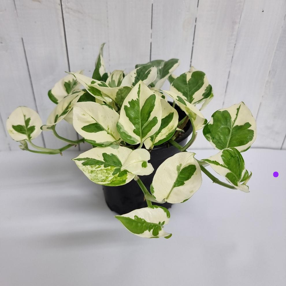 pothos nz Epipremnum Aureum N' Joy Pothos – Moffatt's Flower Company
