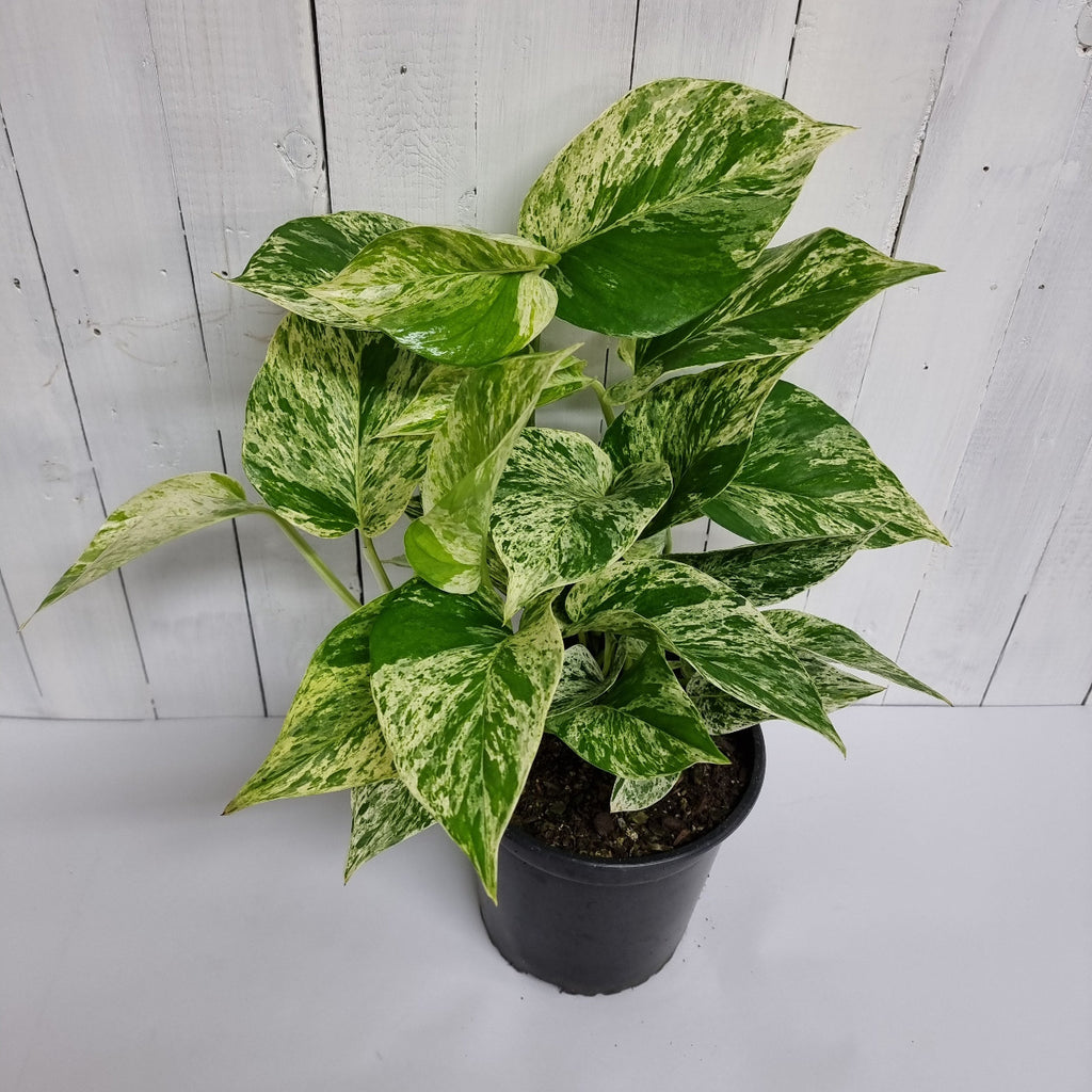 Marble Queen Pothos Moffatts plants online chch