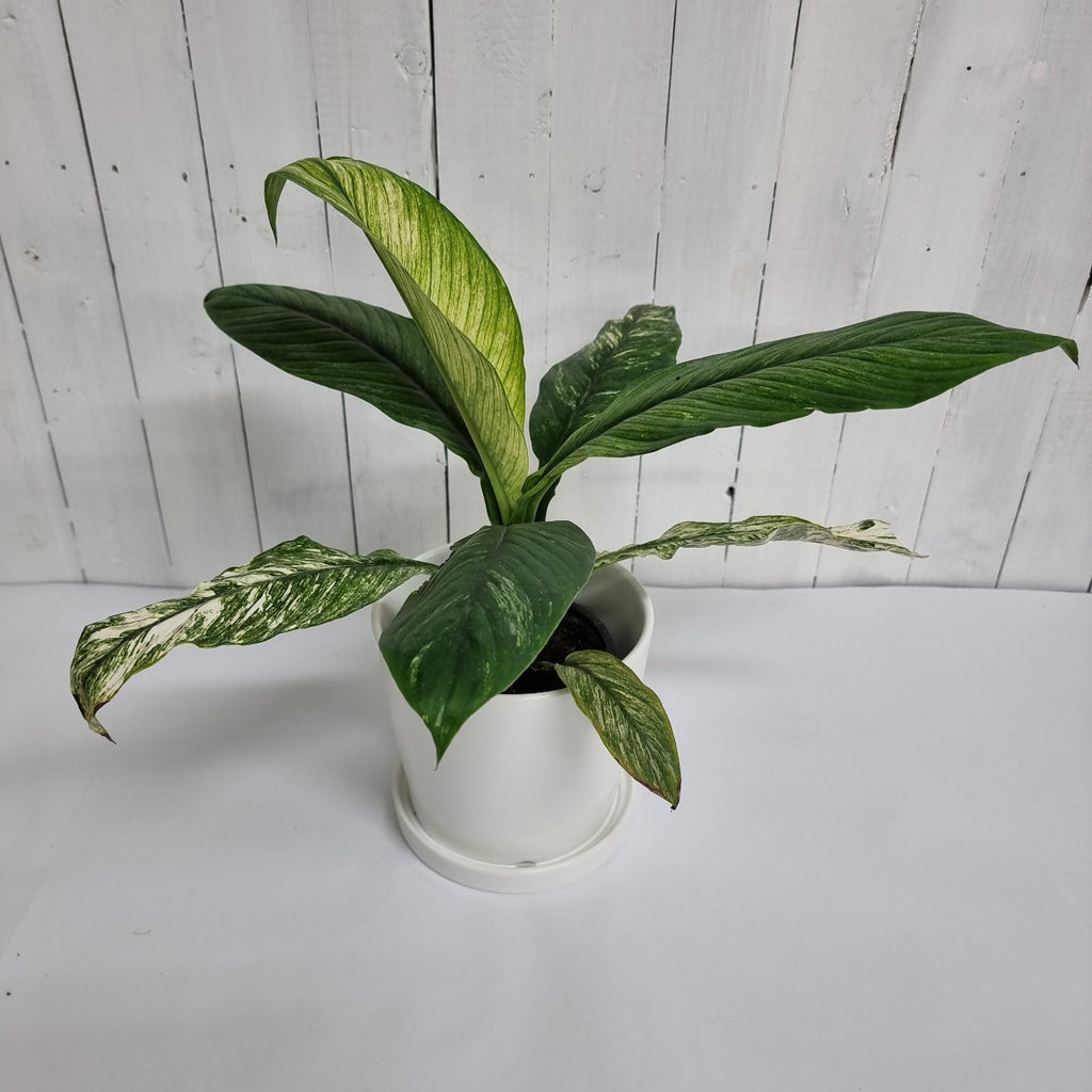 Variegated Peace Lily moffatts plants online gift