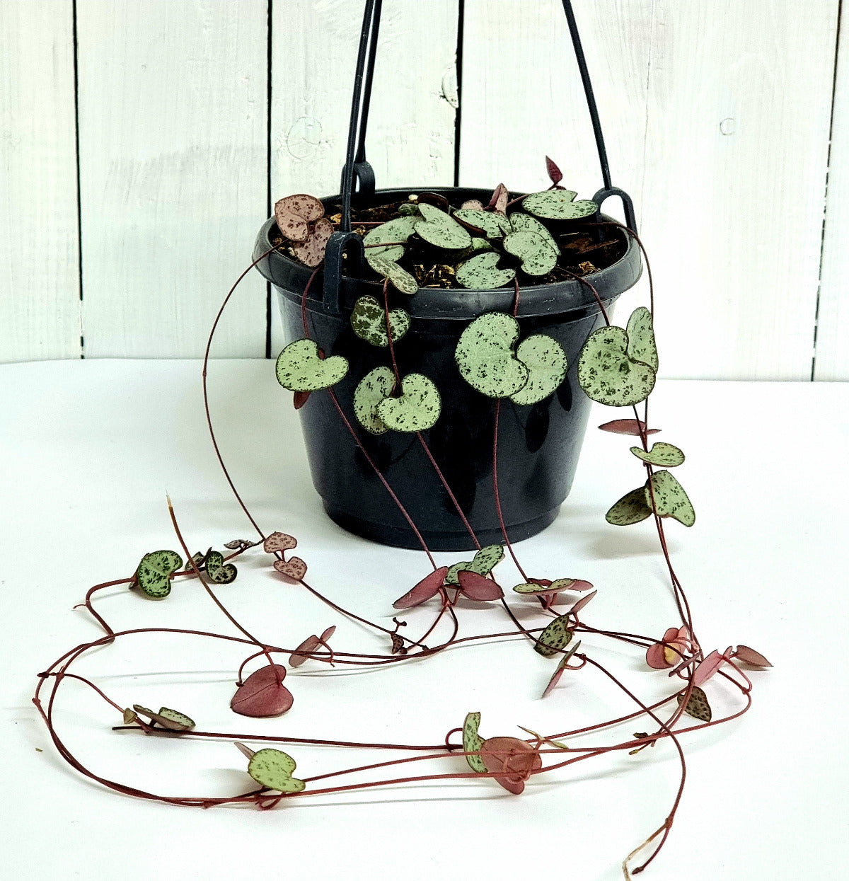hanging pot plants nz Chain of Hearts in a Hanging Pot – Moffatt's Flower Company