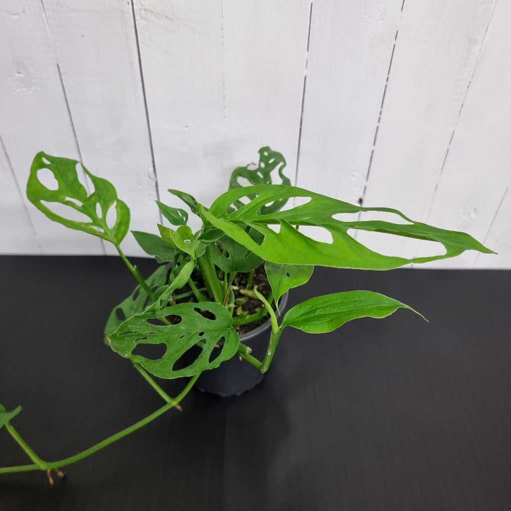 Swiss cheese vine houseplant chch