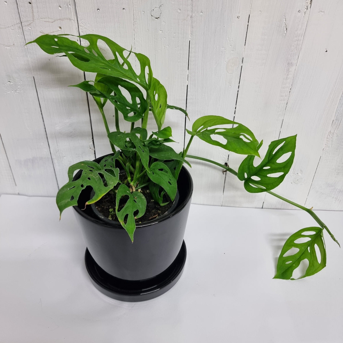 monstera adansonii nz Monstera Adansonii "Swiss Cheese Vine" – Moffatt's Flower Company