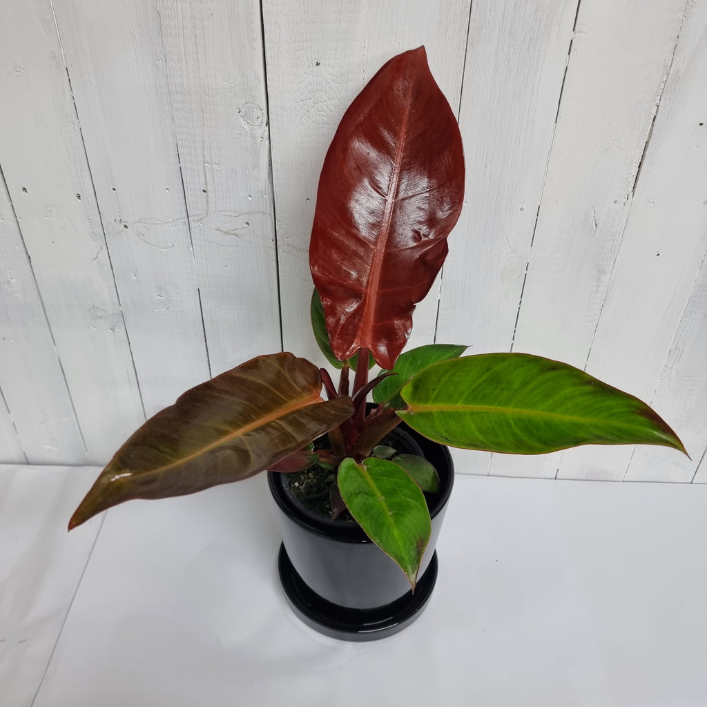 Philodendron Sun Red Pot plant gift  online