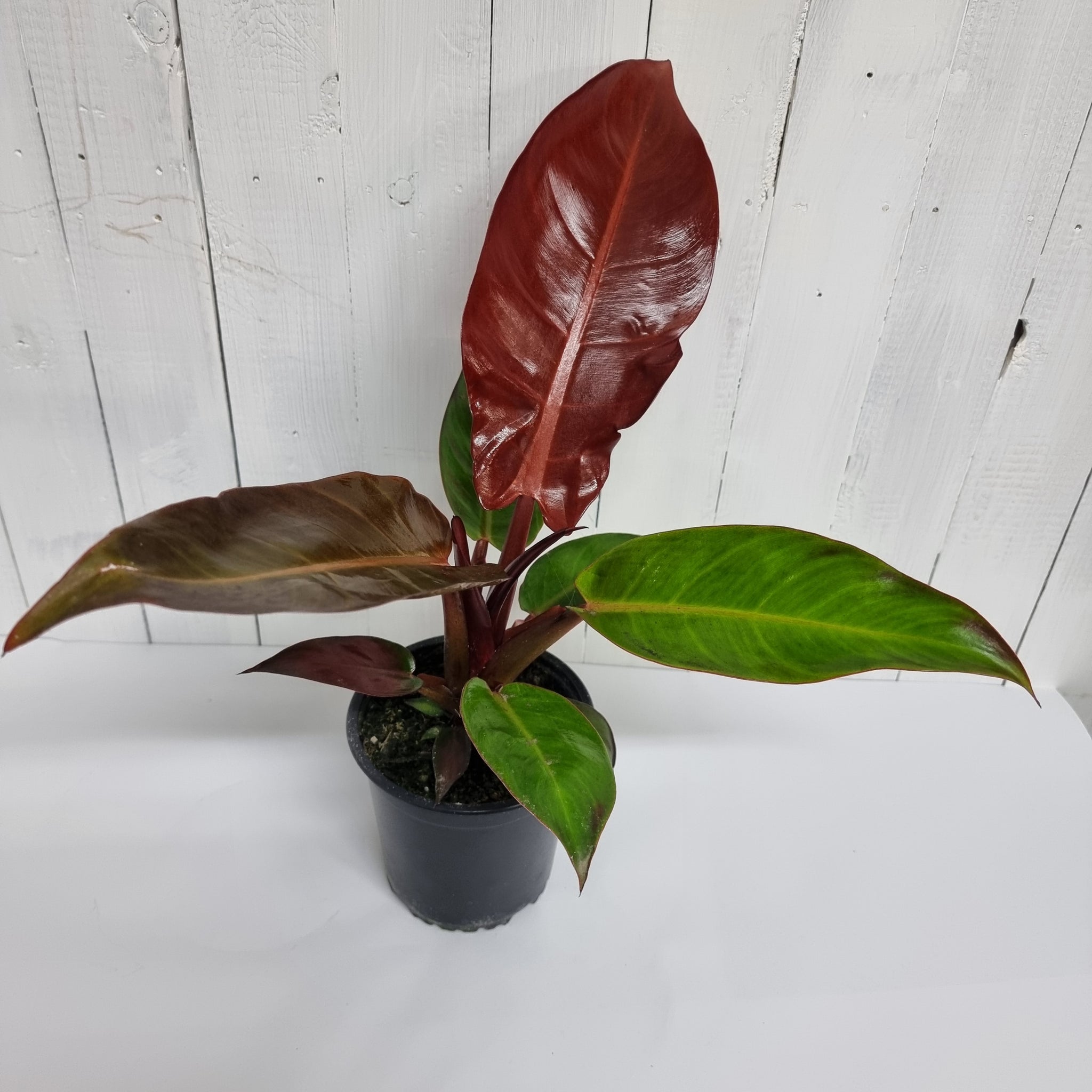 philodendron burgundy nz Philodendron Sun Red – Moffatt's Flower Company