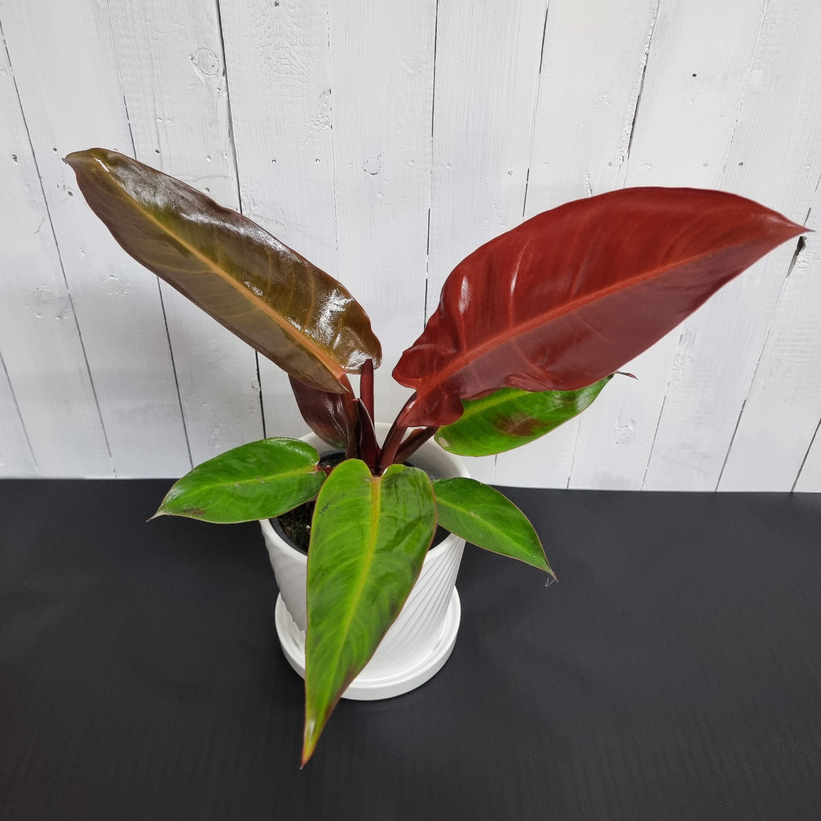 philodendron imperial red nz Philodendron Sun Red – Moffatt's Flower Company