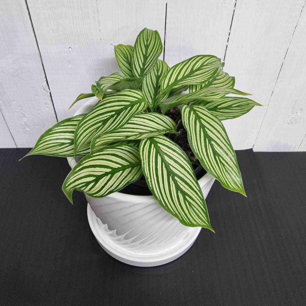 calathea vittata in pot chch delivery