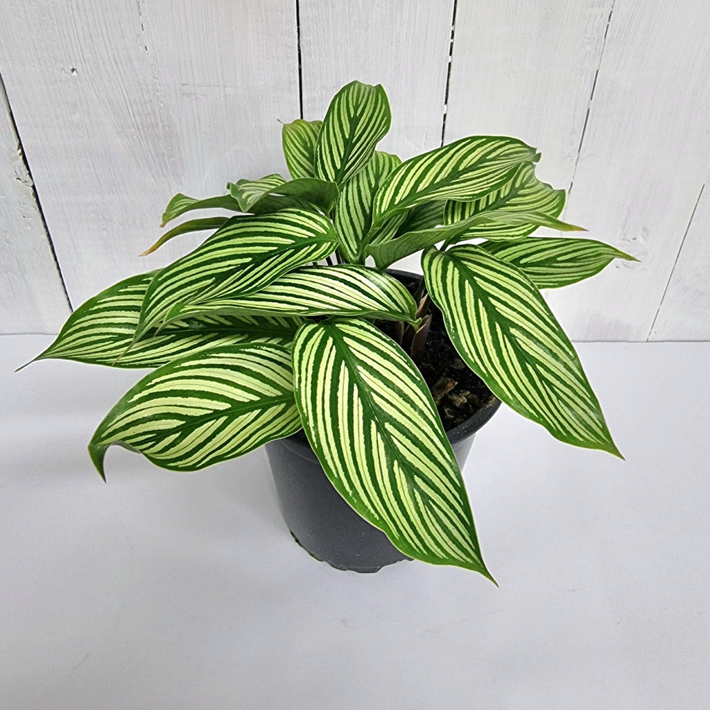 calathea vittata affordable pot plant gift