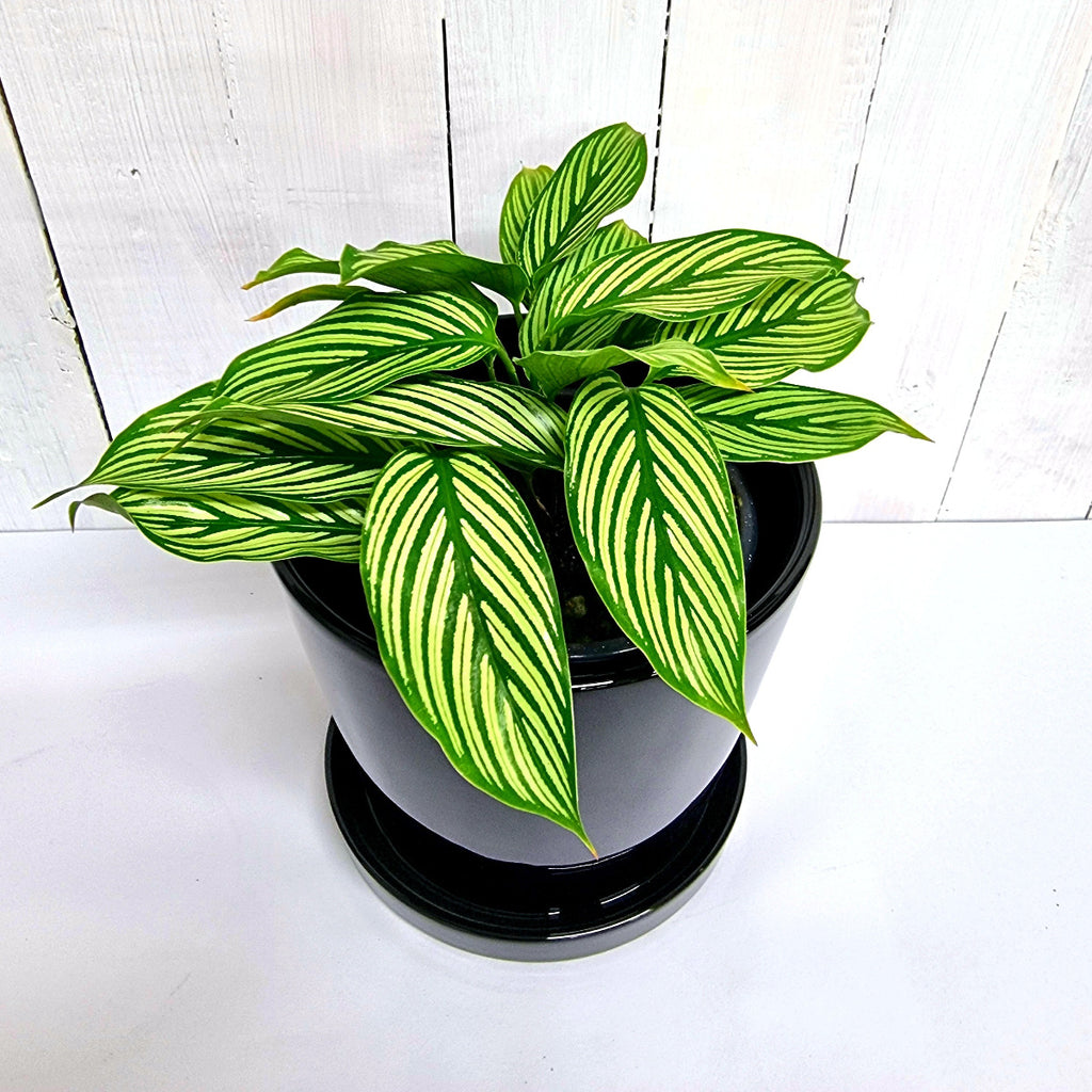 Calathea Vittata pot plant online chch