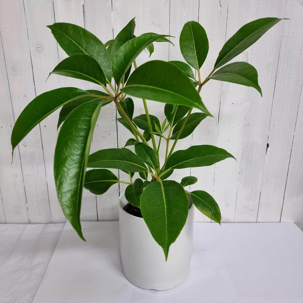 Umbrella tree chch pot plant