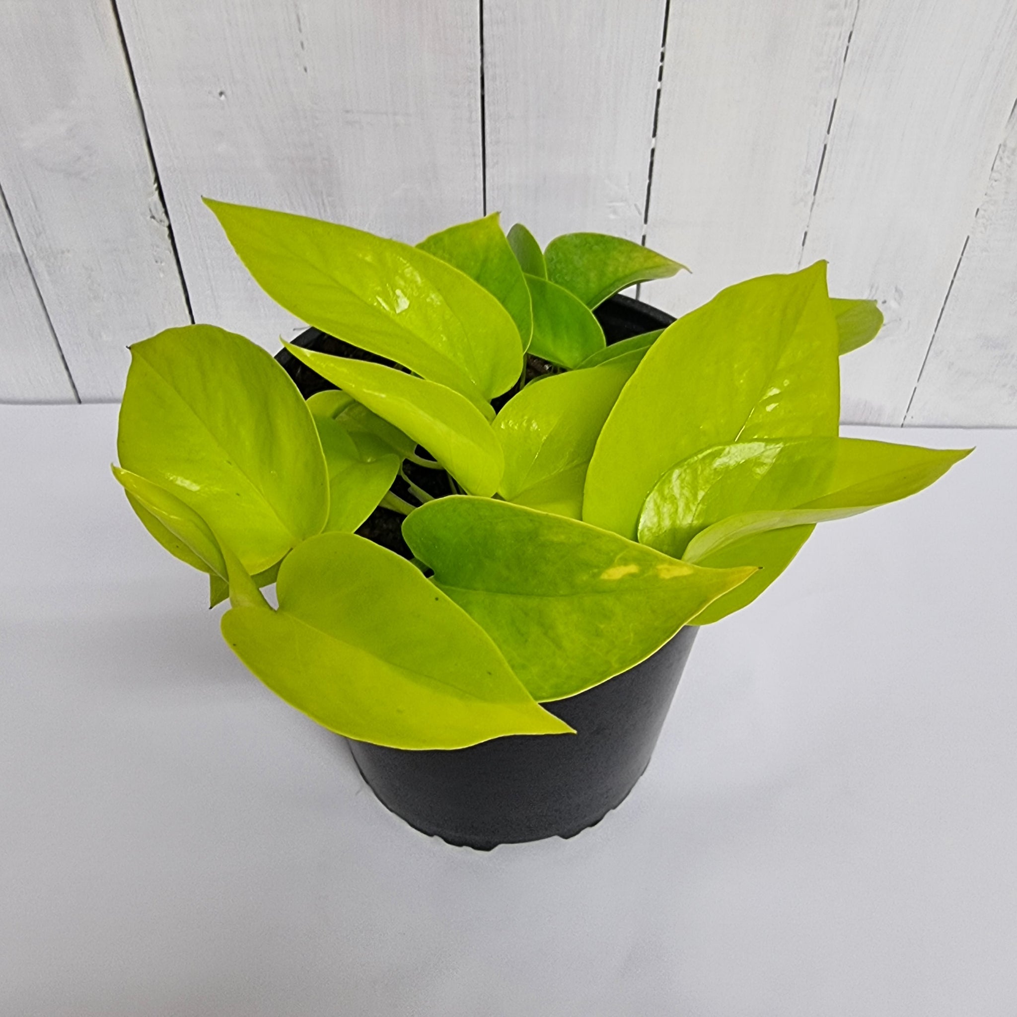 neon pothos nz Epiprenum Aureum - All Gold Neon – Moffatt's Flower Company