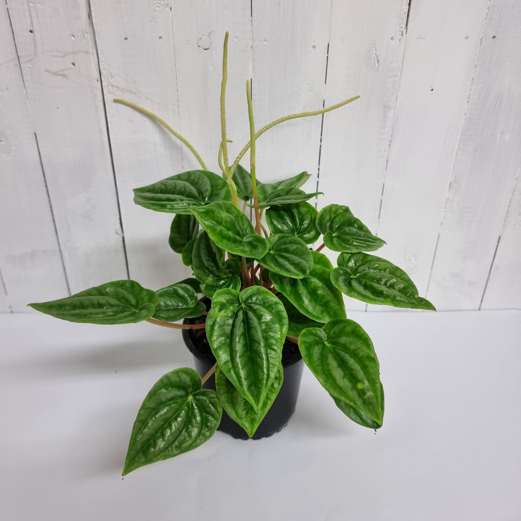 Peperomia marmorata chch delivery gift