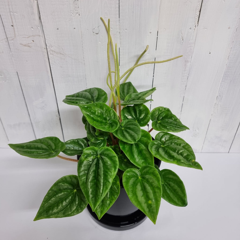 peperomia marmorata ceramic pot moffatts