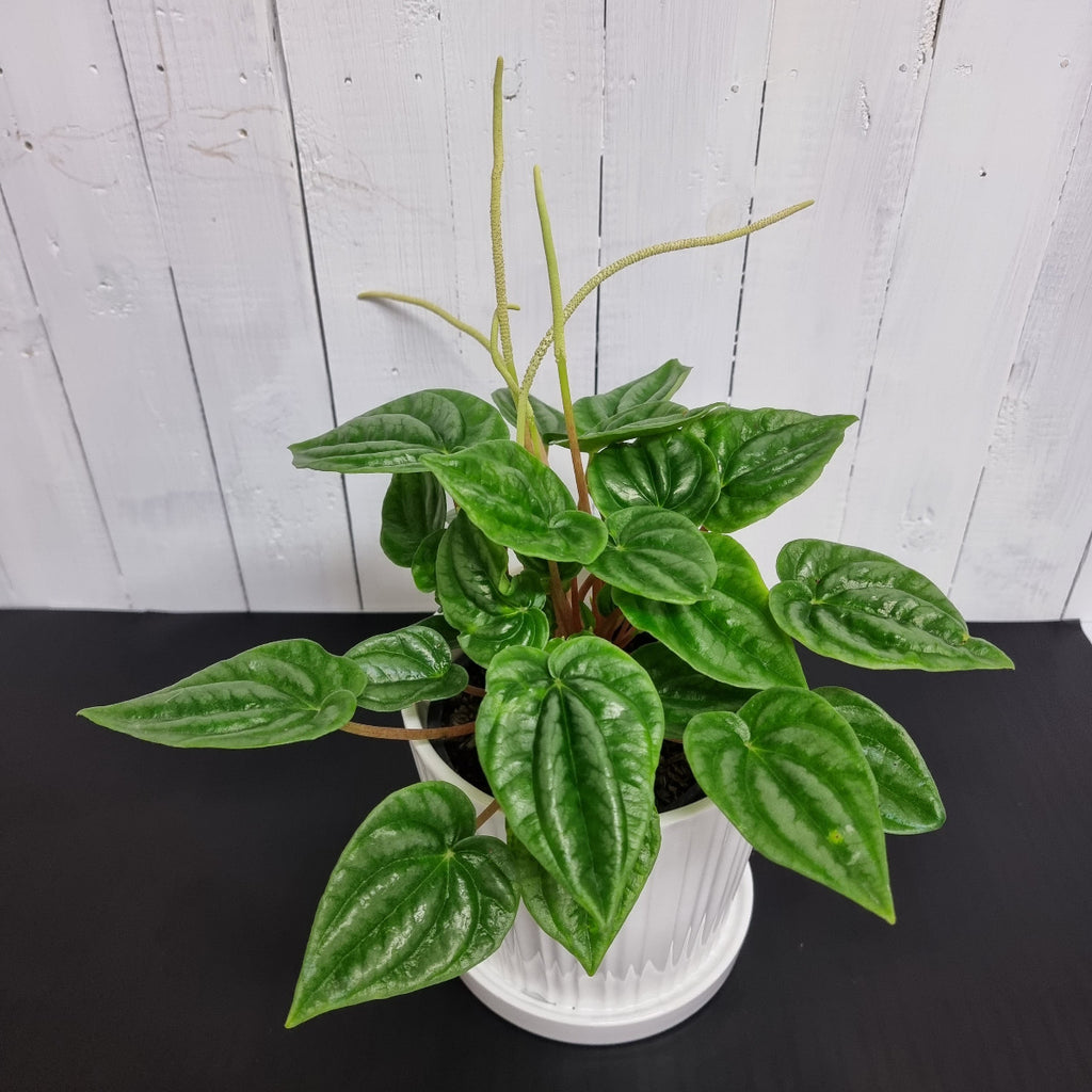 Peperomia Marmorata online chch