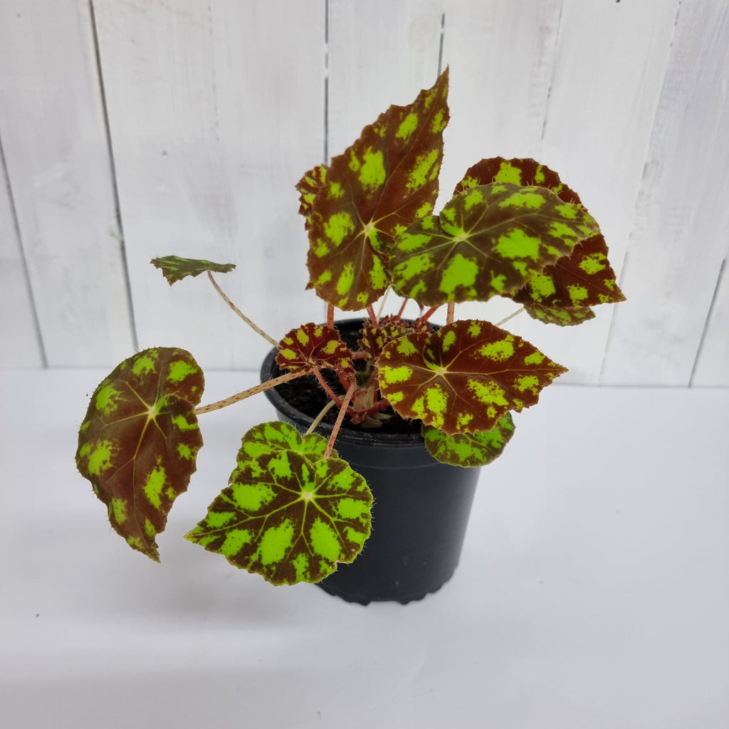 begonia Tiger Paw online pot plant chch