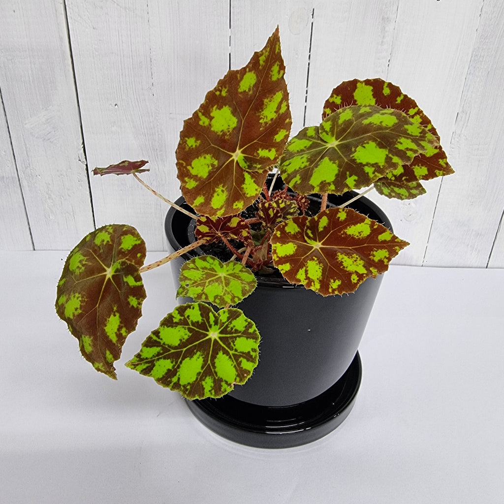 begonia Tiger paw houseplant moffatts quality