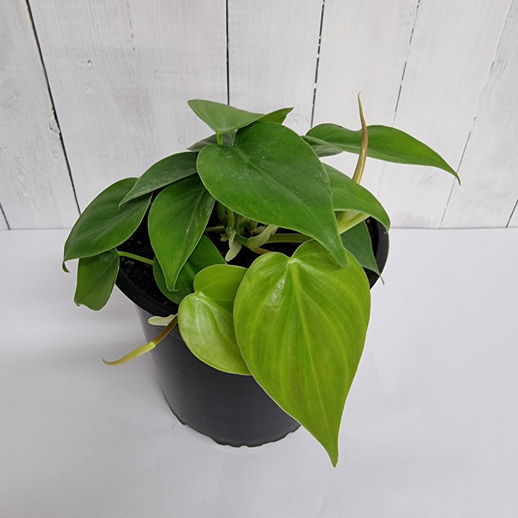 Philodendron Cordatum Heartleaf moffatts nursery pot