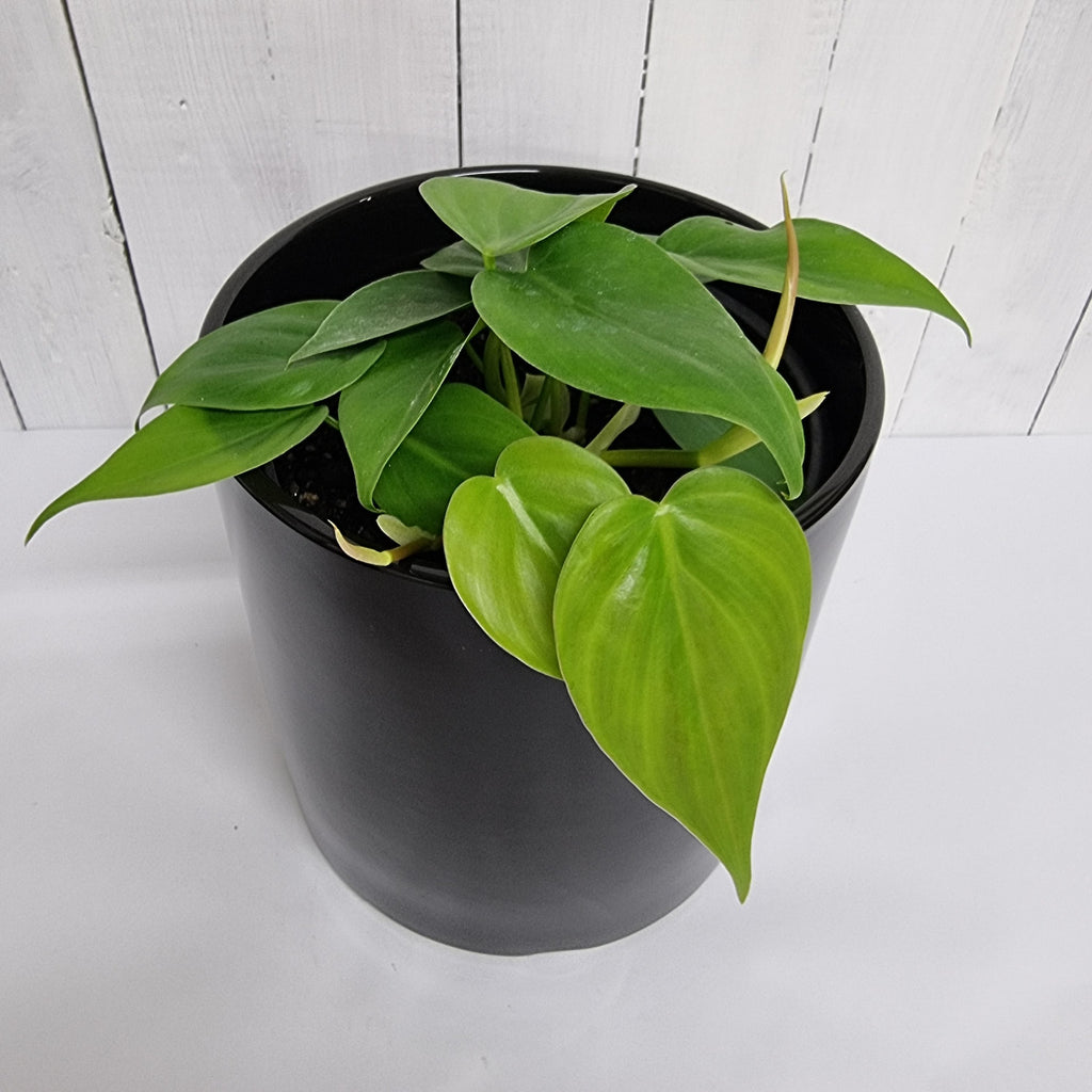 philodendron heartleaf ceramic pot moffatts