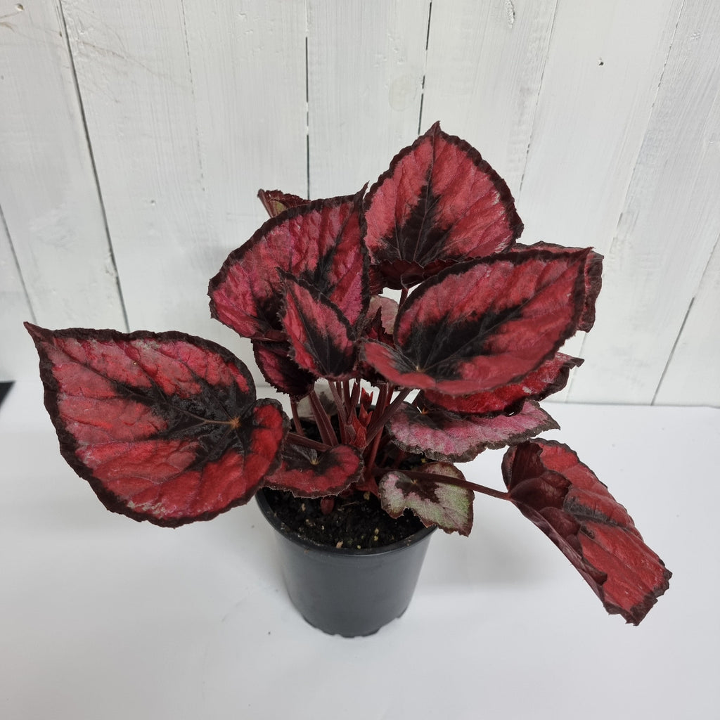 begonia Redd Kiss moffatts afordable houseplants chch