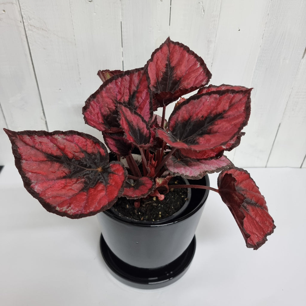 Begonia Red Kiss ceramic pot gift chch moffatts