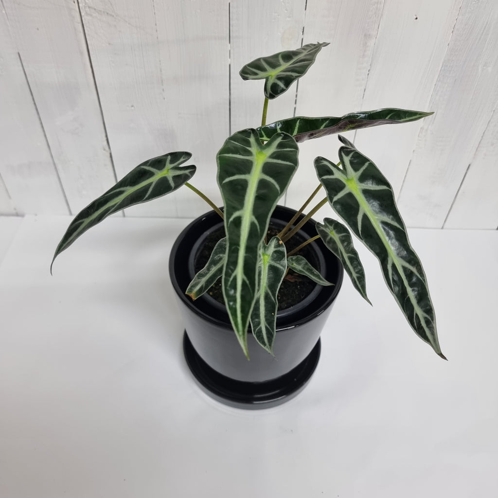 Bambino alocasia ceramic pot houseplant gift